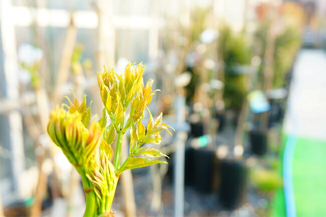 タラ トゲナシタラ 2