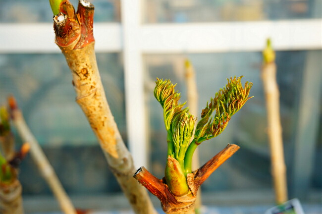 タラ トゲナシタラ 1