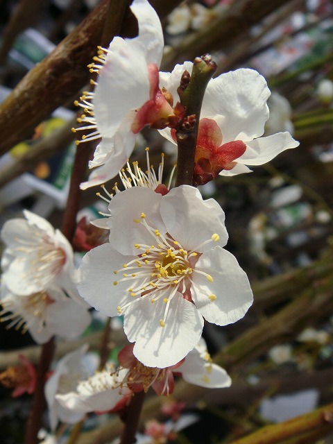 ウメ 紅さし 3
