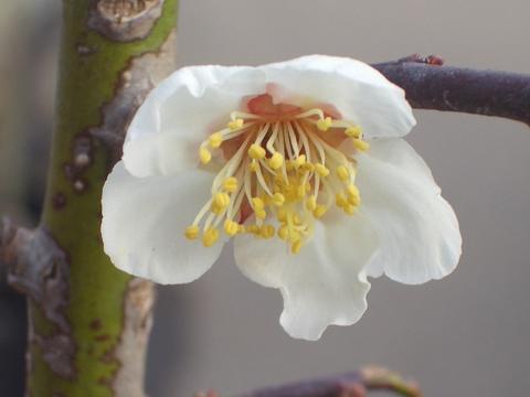 ウメ 小粒南高 3