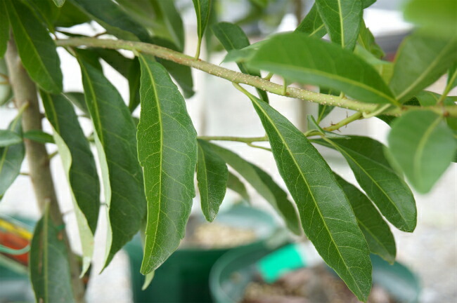 ヤマモモ 秀光 3