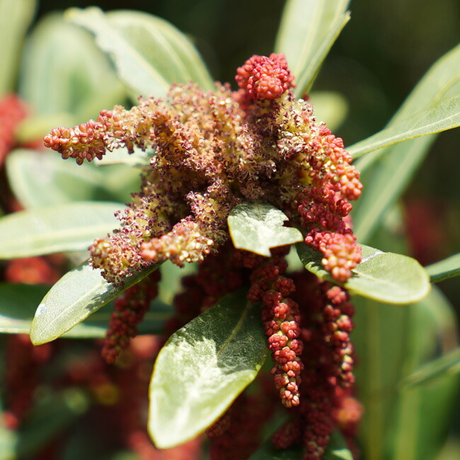 ヤマモモ 雄の花