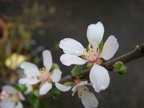 ユスラウメ 赤実ユスラウメ 4