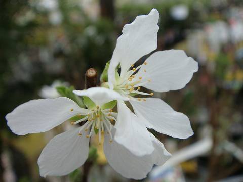 ユスラウメ 白実ユスラウメ 1