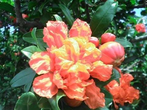 ザクロ 大実日本甘ザクロ 1