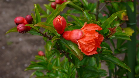 ザクロ シャインレッド　 1