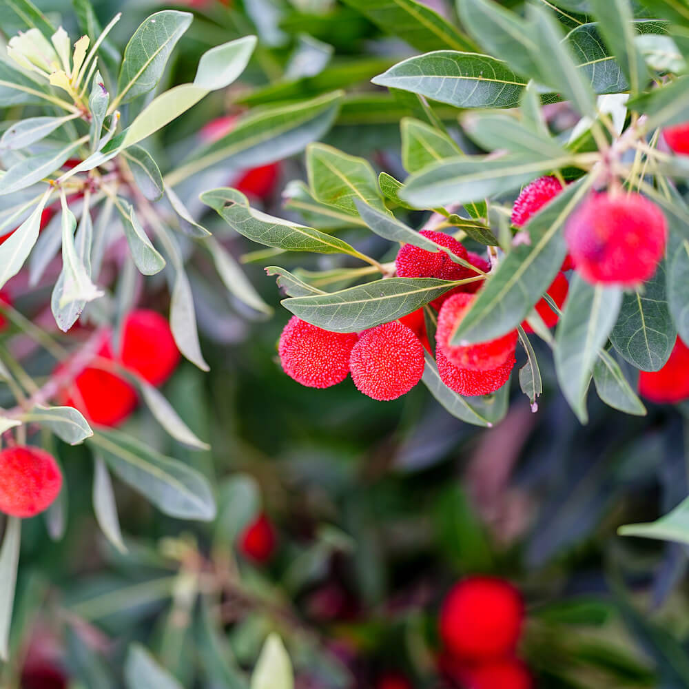 ヤマモモ メス 森口 苗 おすすめ 苗木部 By 花ひろばオンライン