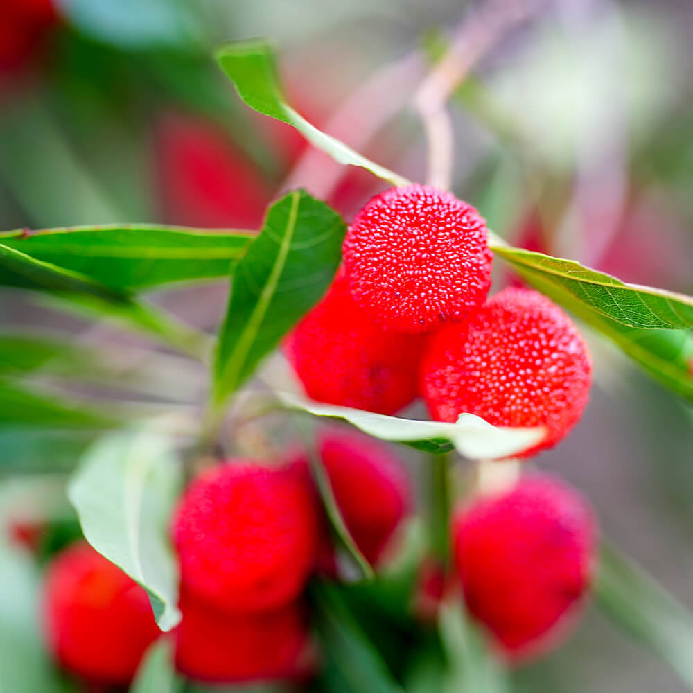 ヤマモモ メス 東魁 苗 おすすめ 苗木部 By 花ひろばオンライン