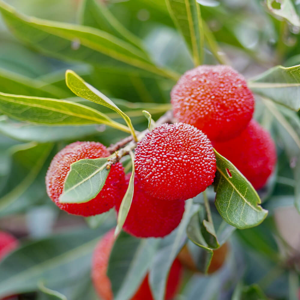 ヤマモモ メス 瑞光 苗 販売 苗木部 By 花ひろばオンライン