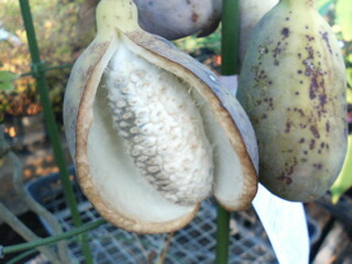 アケビ ゴヨウアケビとミツバアケビ 苗 販売 苗木部 By 花ひろばオンライン