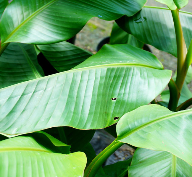 バナナ アケビバナナ 2