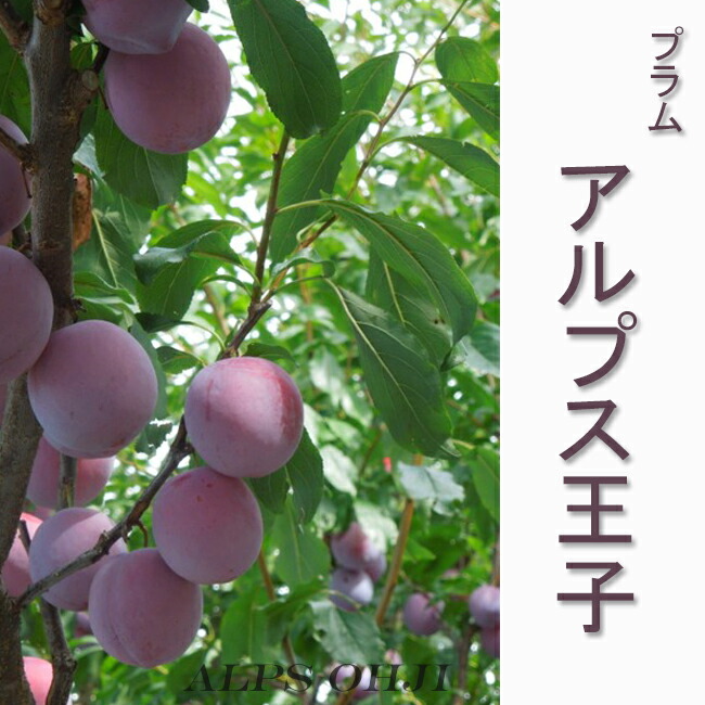 プラム　アルプス王子