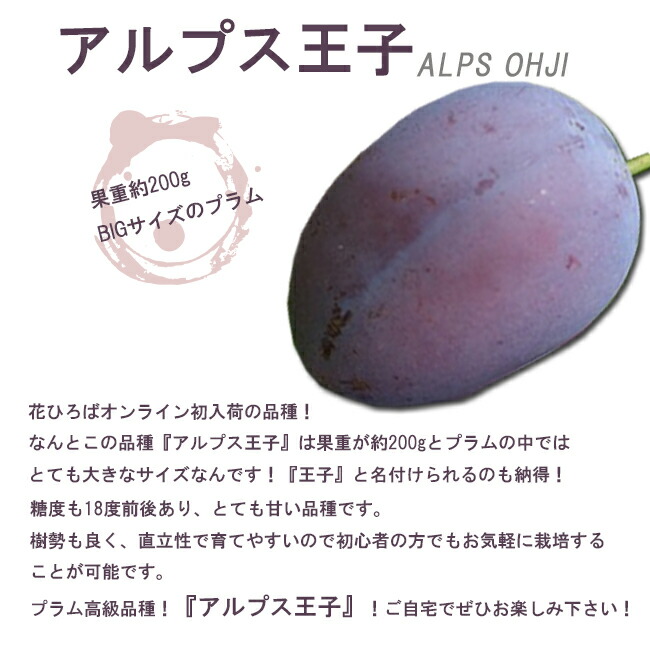 プラム・スモモ アルプス王子 2