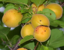 アンズ 信州大実アンズ 