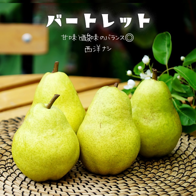 洋なし　バートレット　果樹　苗木