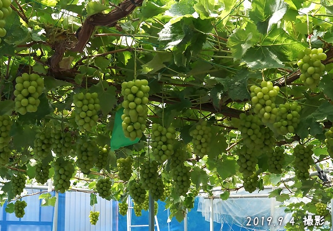 ノブオさんちの シャインマスカット