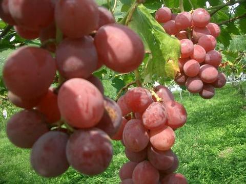 ブドウ 安芸クイーン 