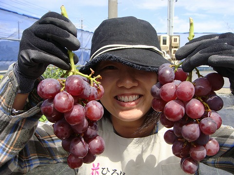 ブドウ　収穫