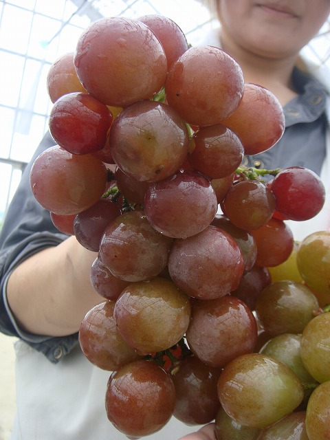 ブドウ 紅伊豆　 