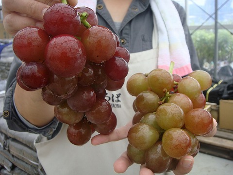 ブドウ 紅伊豆　 