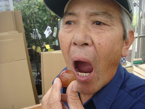 ブドウ 紅伊豆　 2