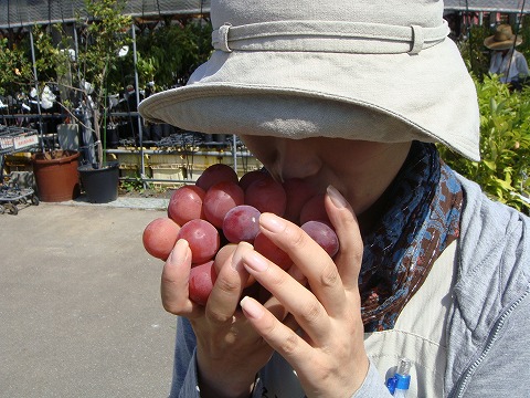 ブドウ ゴルビー 2