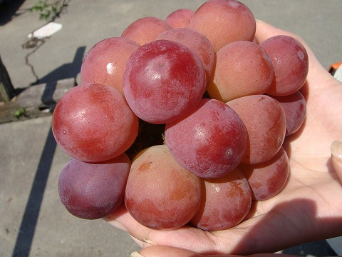 ブドウ ゴルビー 1