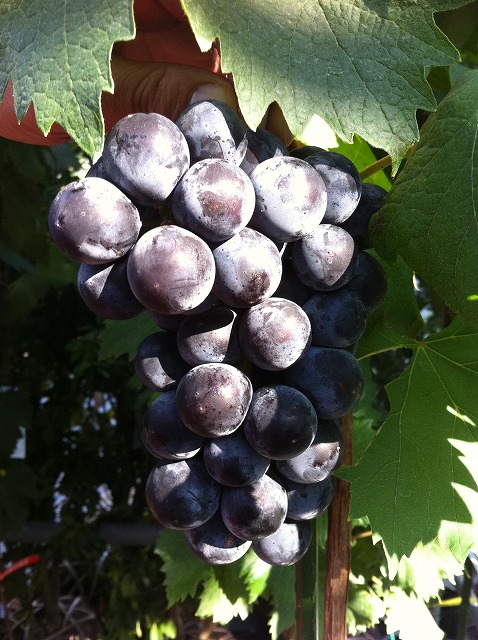 ブドウ キャンベルスアーリー 