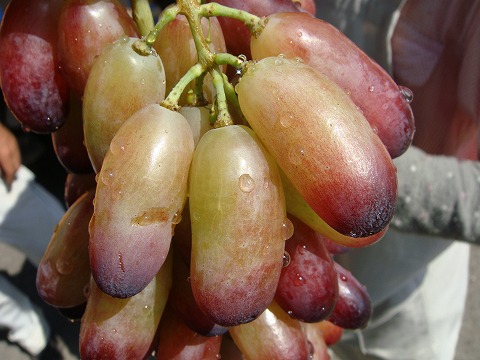 ブドウ マニキュアフィンガー 3