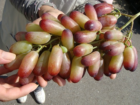 ブドウ マニキュアフィンガー 1