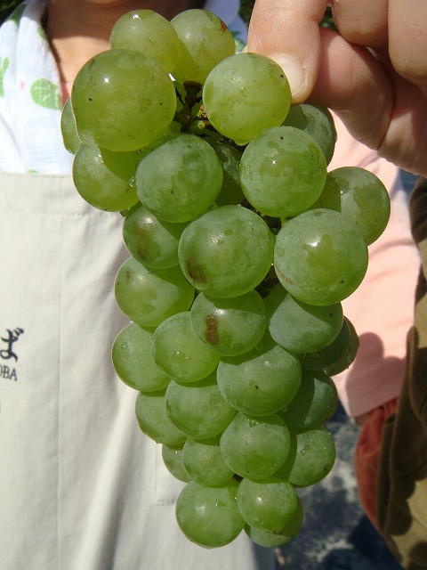ブドウ ナイアガラ 1