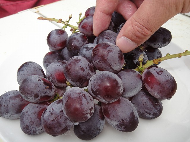 ブドウ オリエンタルスター　 1