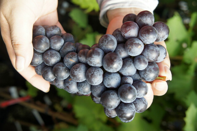 ブドウ スチューベン 1