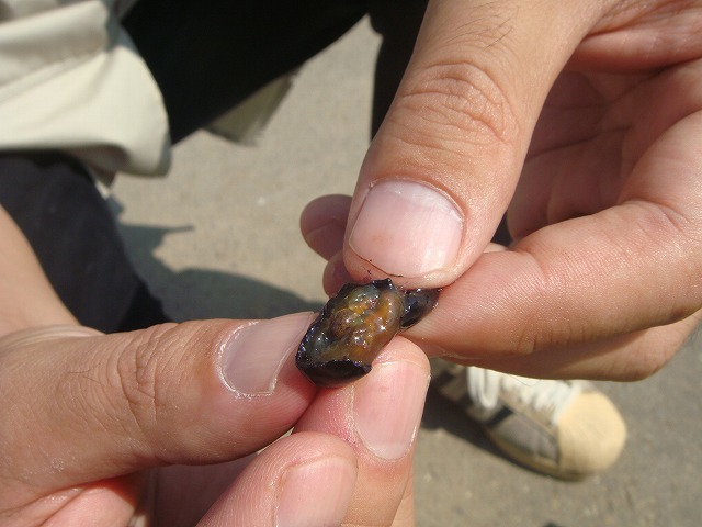 ブドウ 山葡萄 1