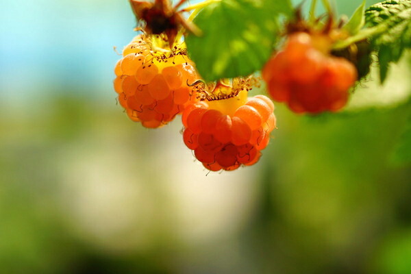 ラズベリー ファールゴールド 