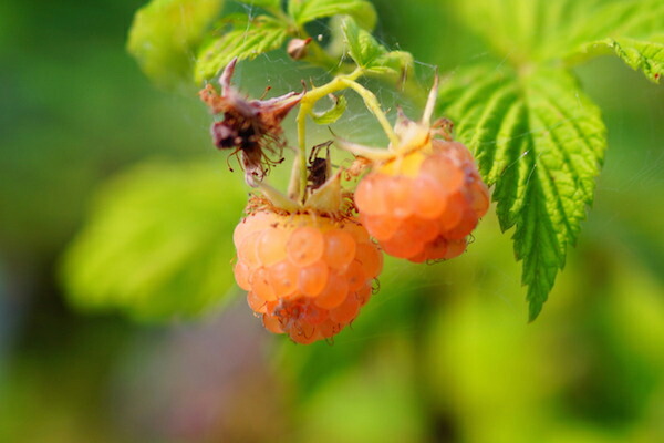 ラズベリー ファールゴールド 1