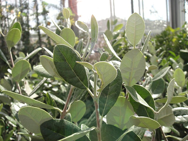 フェイジョア トラスク 4