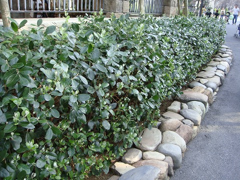 フェイジョアの生垣