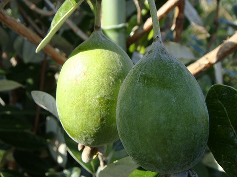 フェイジョア マリアン 