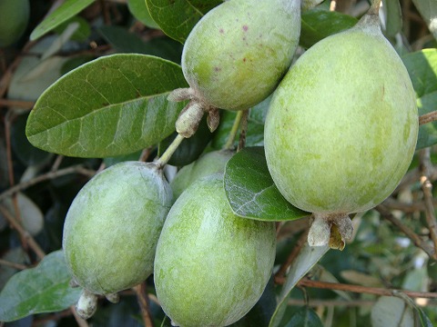 フェイジョア トラスク 