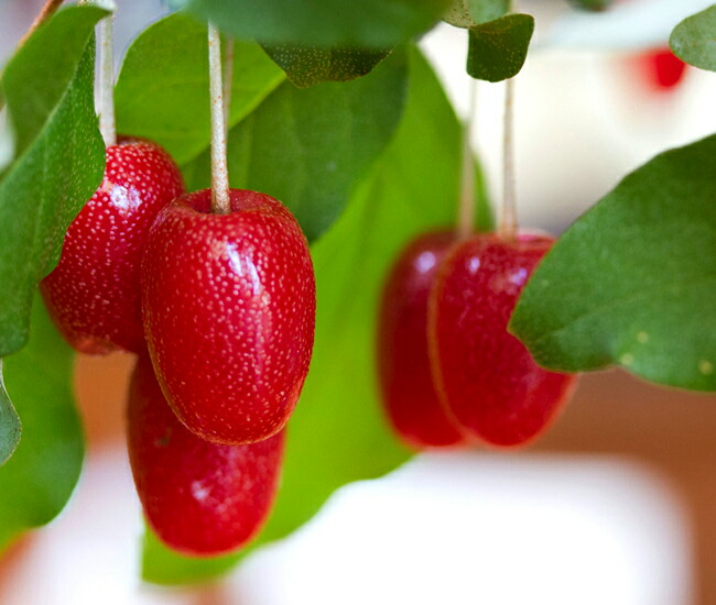 グミ ビックリグミ 