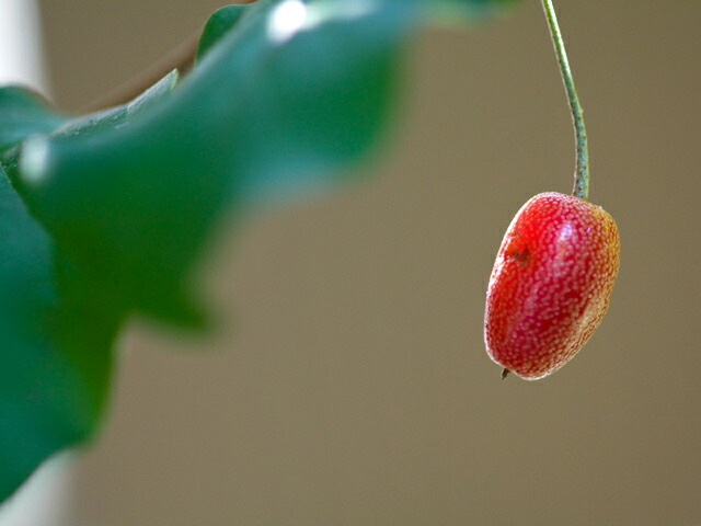 グミ ビックリグミ 1