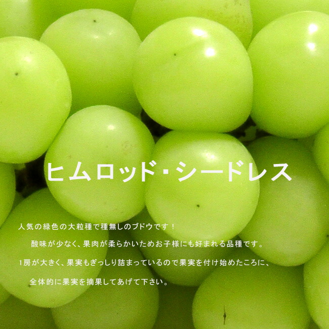 ブドウ ヒムロットシードレス 