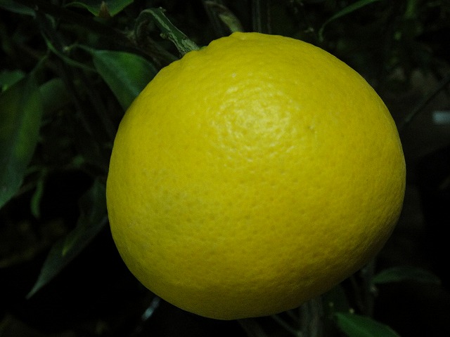 3年生果樹に実ったはれひめ