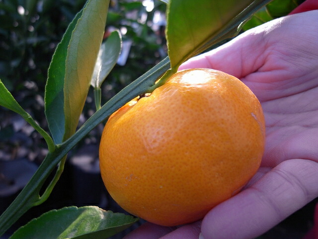 柑橘 はるみ 1