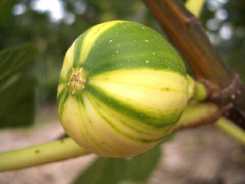 イチジク 秋果専用種 ゼブラスイート 苗 通販 苗木部 By 花ひろば