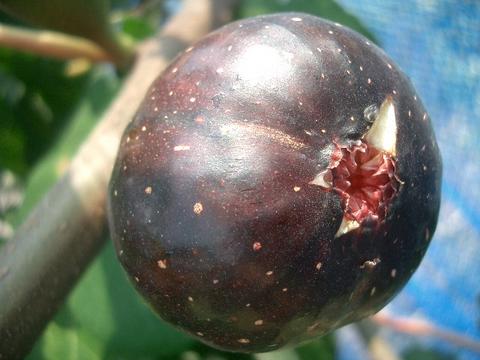 イチジク ヌアールK 3