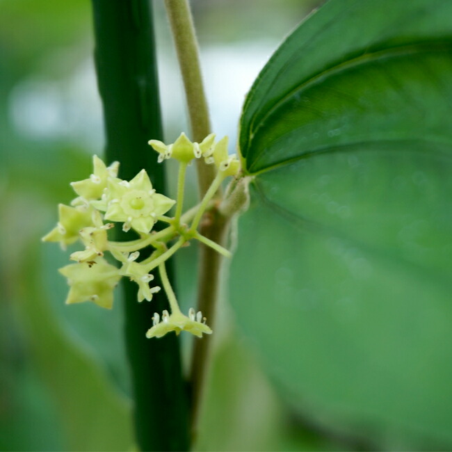 ナツメ インドナツメ 2