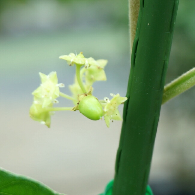 ナツメ インドナツメ 3