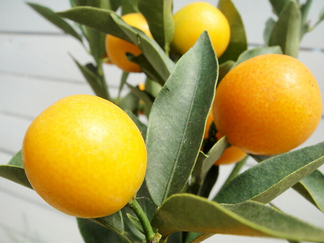 柑橘 寧波金柑 （にんぽうきんかん） 6